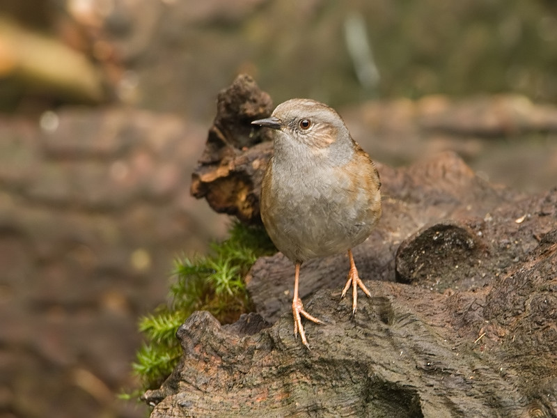 Prunella modularis Heggenmus Hedge Accentor